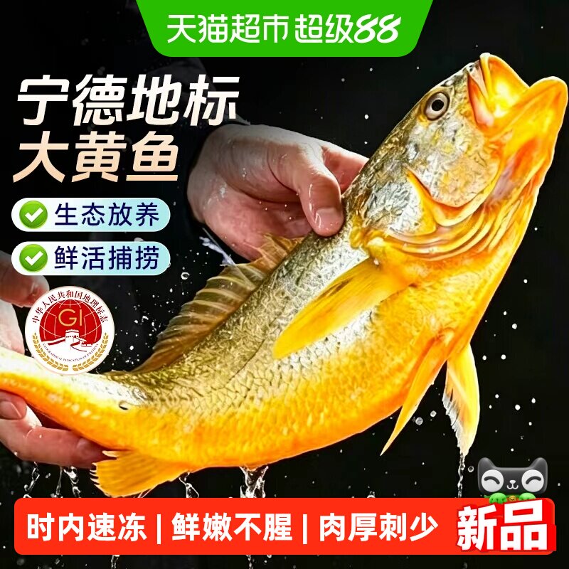 【超市推荐】宁德大黄鱼生态放养图片