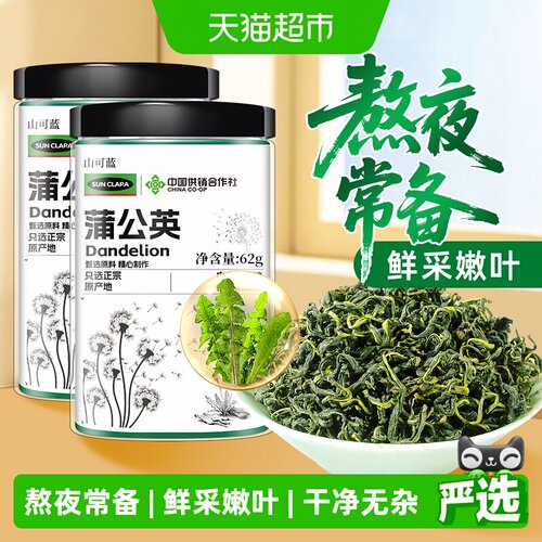 SunClara山西蒲公英茶当季鲜采