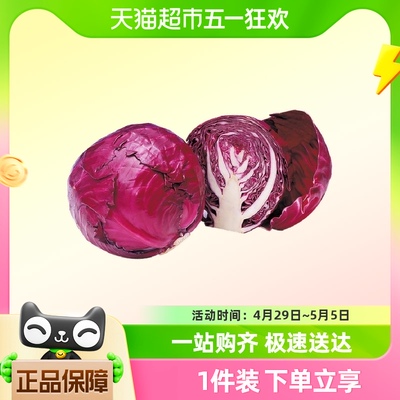 云南紫甘蓝包菜2.5kg×1箱包邮