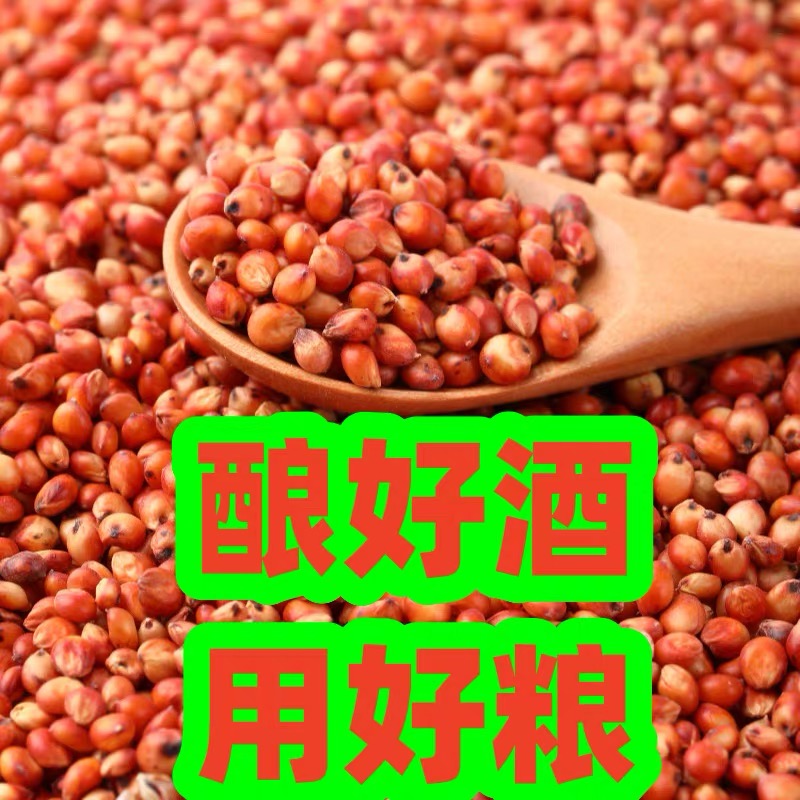 新红高带皮高粱去壳高粱米酿酒高粱喂鸽子鸽粮去壳红高粱10斤包邮