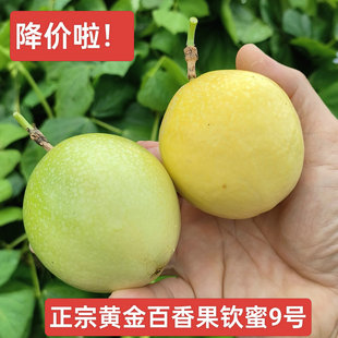 新鮮九號蜂蜜味 終于降價啦自家果園純甜無酸欽蜜9號黃金百香果