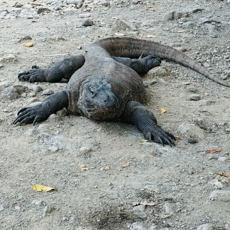 印尼科莫多快艇一日游 帕达尔+粉色沙滩+科莫多岛+月牙沙滩 6景点