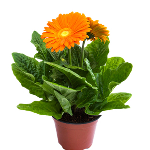 非洲菊种子 庭院阳台四季易播种盆栽花卉种子 多年生耐寒  扶郎花