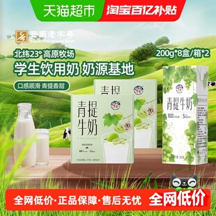 云南乍甸青提牛奶200g*8盒*2箱果香浓郁奶茶平替下午茶果奶
