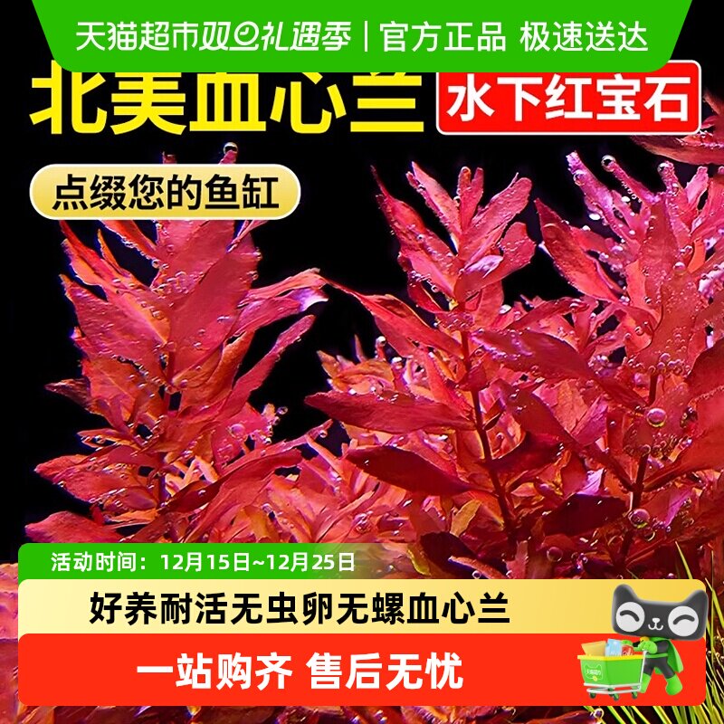 疯狂水草鱼缸造景植物草无需打理