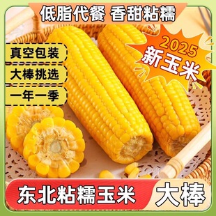 正宗东北新鲜黄糯玉米软糯拉丝独立真空包装寒地黑土一年一季