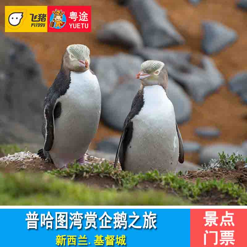 [新西兰普哈图赏企鹅]基督城波哈图企鹅观光 Pohatu Penguins