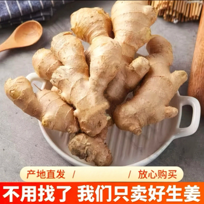 山东老姜生姜批发生长新鲜黄姜土姜现挖嫩姜鲜姜姜香浓郁