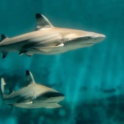 [太平洋水族馆-大门票]洛杉矶 太平洋水族馆 大门票