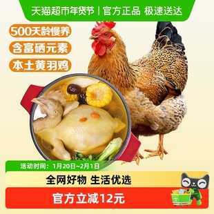 温氏老母鸡农家散养母鸡1kg正宗土鸡走地鸡500天龄草鸡柴鸡