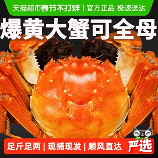I活蟹I仲秋大闸蟹鲜活现货特大全母螃蟹公河蟹精品礼盒