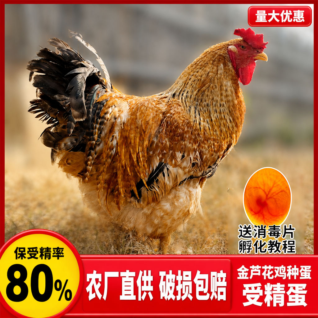 金芦花鸡快大型肉鸡种蛋受精蛋可孵化小鸡特大种芦花鸡种蛋受精蛋