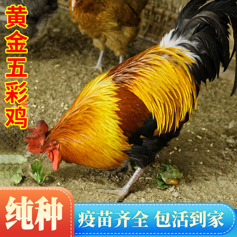 黄金五彩大公鸡活鸡苗五彩宠物鸡贵州正宗黄金五彩土鸡脱温鸡包活