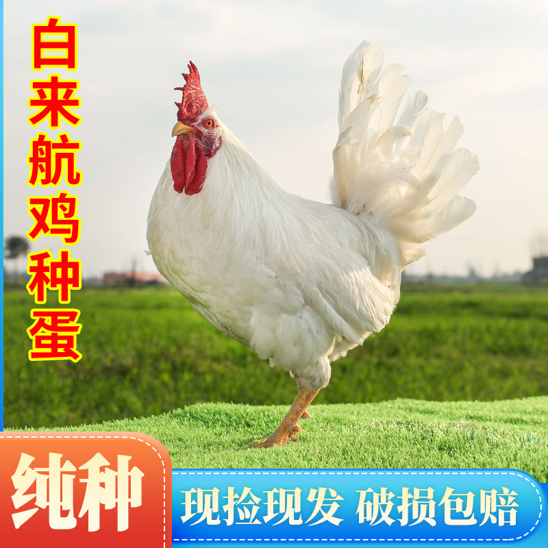 保受精率80%】白来航鸡种蛋受精蛋可孵化鸡蛋 产蛋王罗曼粉鸡种蛋