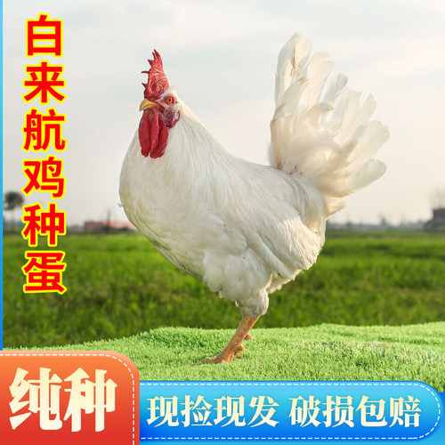 白来航鸡产蛋王】罗曼粉种蛋