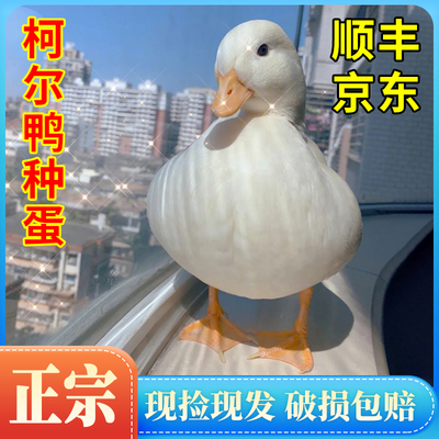 柯尔鸭种蛋受精蛋可孵化网红宠物鸭幼仔活物小黄鸭正版纯种小叫鸭