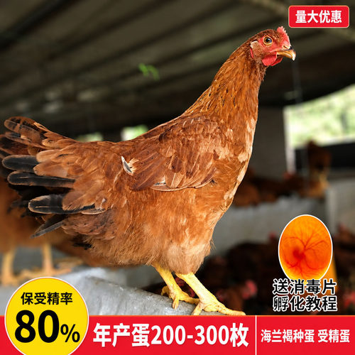 保受精率80%】海兰褐种蛋 鸡种蛋受精蛋可孵化产蛋王鸡受精蛋种蛋
