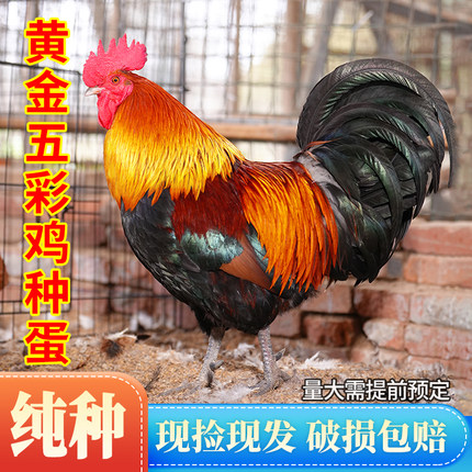 纯种黄金五彩鸡种蛋五彩鸡受精蛋可孵化小鸡土鸡观赏鸡正宗五彩鸡