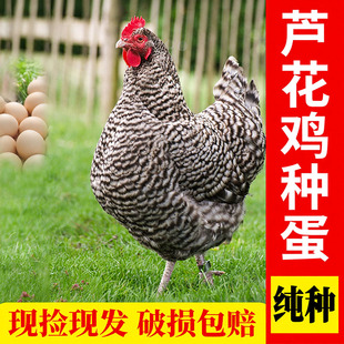 纯种汶上绿壳芦花鸡种蛋受精蛋可孵化小鸡种蛋土鸡孵化蛋保受精率