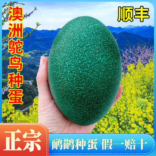 正宗澳洲鸸鹋种蛋受精蛋可孵化可食用澳洲鸵鸟蛋新鲜食用农场养殖