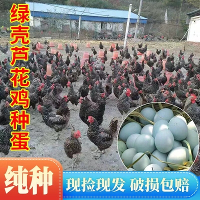 纯种【绿壳】种蛋受精蛋保受精率