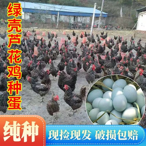 纯种【绿壳】种蛋受精蛋保受精率