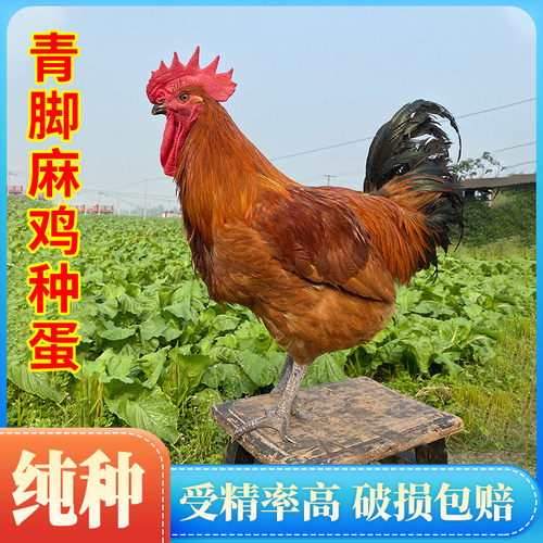 青脚麻鸡受精蛋可孵化红瑶鸡种蛋可孵化大型土鸡种蛋保受精率80%