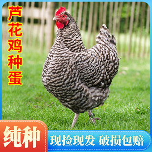 汶上纯种芦花鸡种蛋受精蛋可孵化种鸡蛋受精蛋可孵化土鸡种蛋包邮