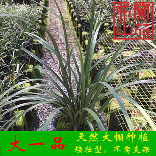 蕙兰老八种大一品兰花 水仙瓣传统老品种 阳台草农场直销