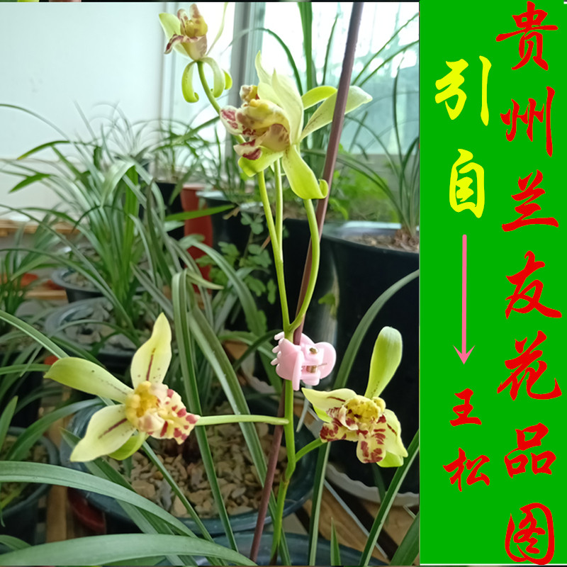 建兰梨山狮王兰花苗四季兰秋冬带花苞浓香室内盆栽植物好养易活
