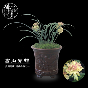 兰花富山奇蝶四季建兰花农直销包活壮苗易出花6-10月带浓香花苞