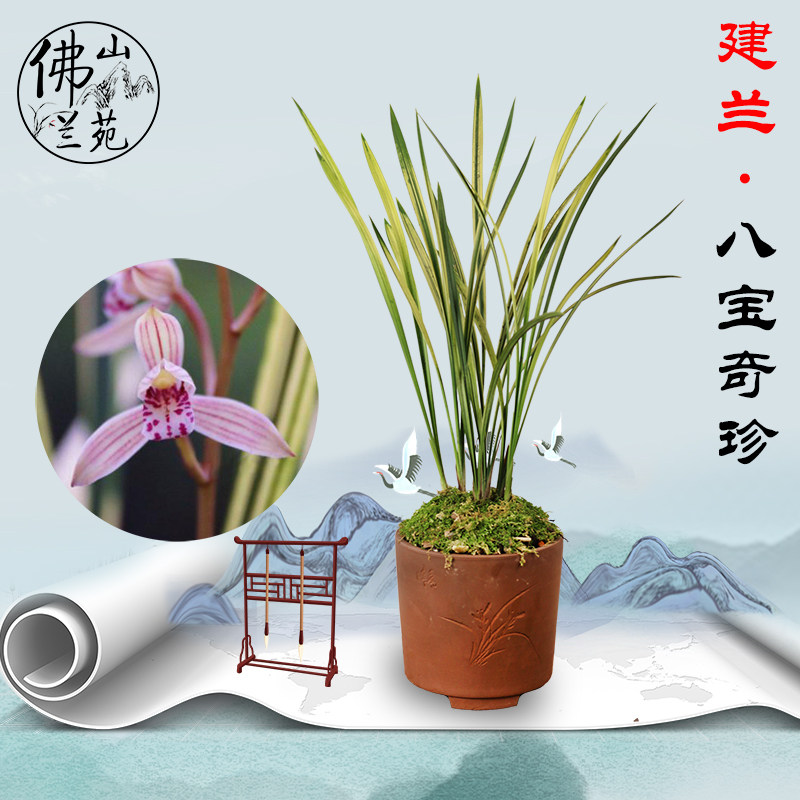 兰花八宝奇珍建兰山水画线艺室内盆景植物盆栽花卉