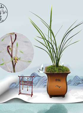 佛山兰花绿植盆栽