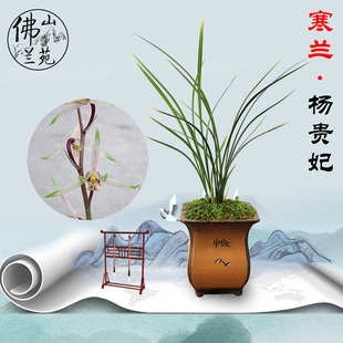 佛山兰苑 兰花寒兰 杨贵妃 花艺双全至尊色花绿植盆栽-金荷富山