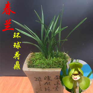 春兰环球荷鼎  传统矮种名贵兰花苗荷瓣办公室客厅庭院