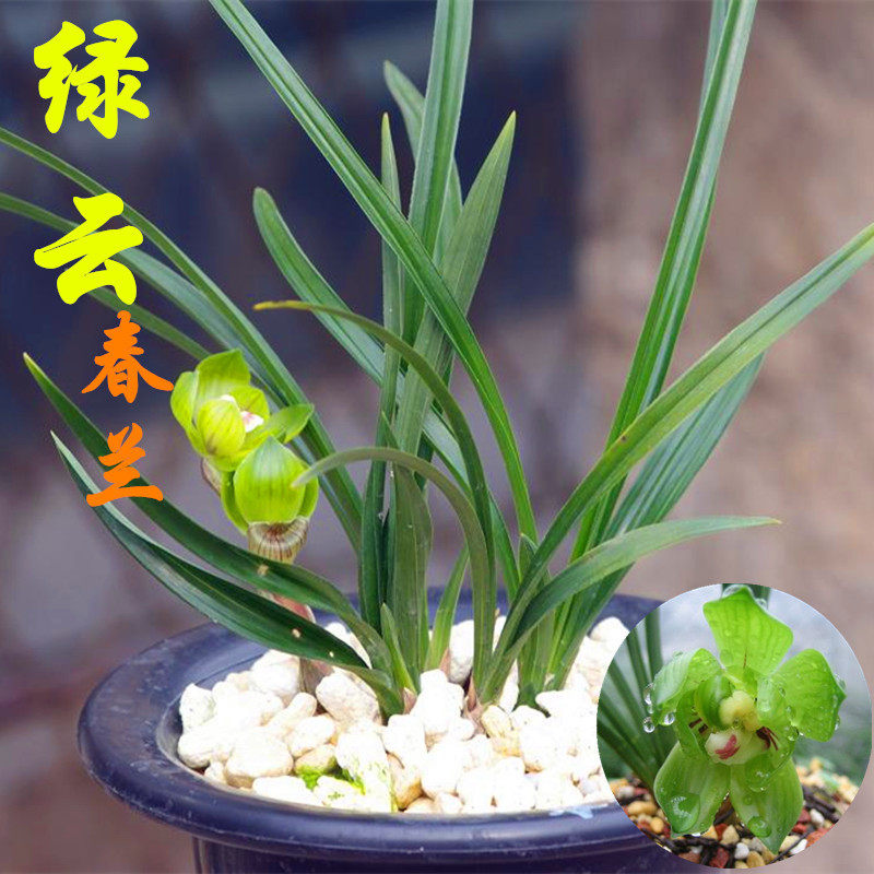 盆栽多肉植物兰花