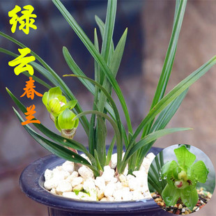 正品春兰皇后 绿云 兰花花农直销包活盆栽多肉植物带浓香花苞