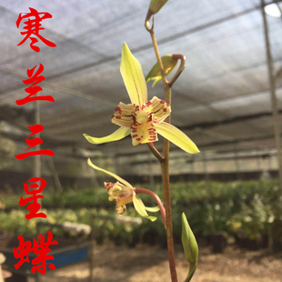 寒兰三星蝶 阔叶寒兰兰花盆栽兰花苗阳台草
