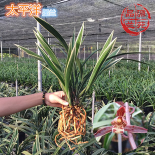 兰花墨兰金边线艺红花（太平洋）报岁兰带浓香花苞正品包邮