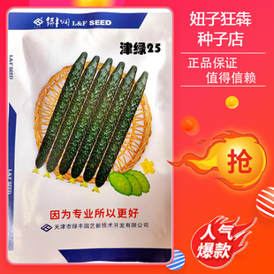 津绿25号黄瓜种子 密刺黑绿油亮越夏种籽 耐热耐高温绿肉瓜新货
