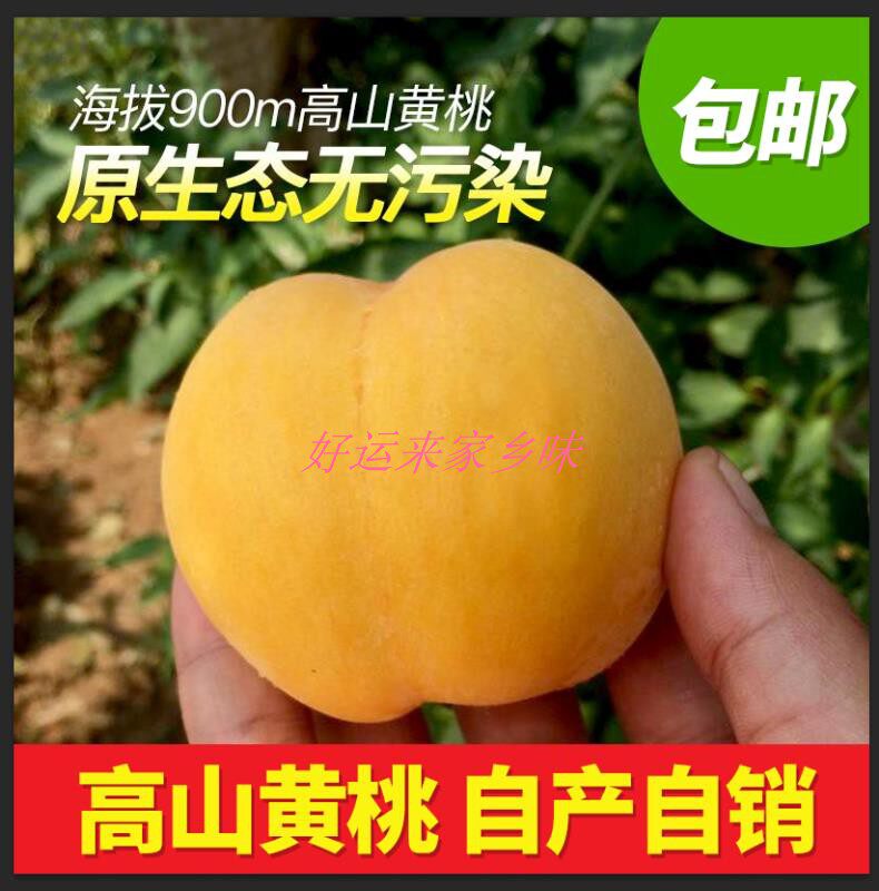 现摘新鲜农家高山黄桃黔阳(安江)雪峰山10斤自产自销