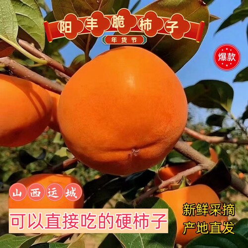 运城阳丰脆柿子新鲜水果