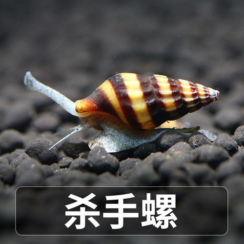 蜗牛斑马螺观赏螺鱼相