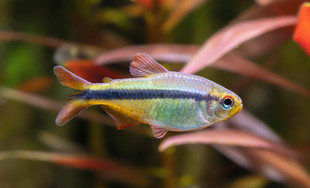 皇室青魔鬼灯鱼黄金可卡红唇可卡红月可卡七彩稻田灯魔鬼鱼好养