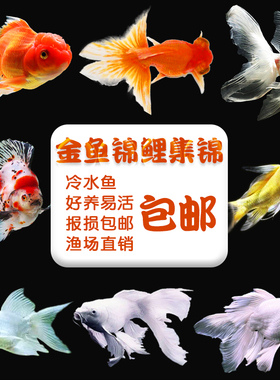 草金鱼金鱼锦鲤鱼小淡水观赏鱼活体好养冷水鱼纯种苗淡水鱼兰寿
