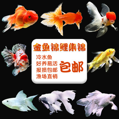 草金鱼金鱼锦鲤鱼小淡水观赏鱼活体好养冷水鱼纯种苗淡水鱼兰寿 虎窝淘