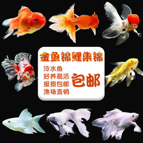 草金鱼金鱼锦鲤鱼小淡水观赏鱼活体好养冷水鱼纯种苗淡水鱼兰寿 - 封面