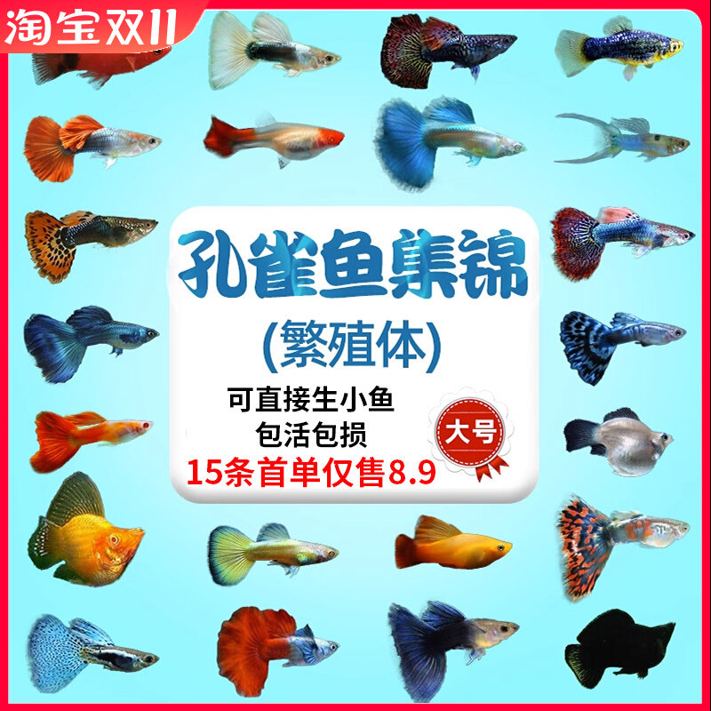 孔雀鱼热带纯种活鱼苗淡水小型好养易观赏鱼胎生凤尾鱼灯科鱼混养使用感如何?