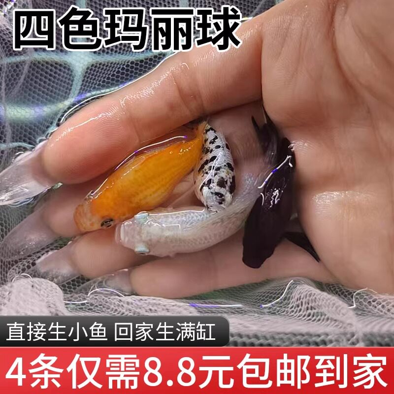 玛丽球鱼奶牛玛丽球 月光鱼胎生鱼直接下小鱼大肚怀孕鱼米奇孔雀