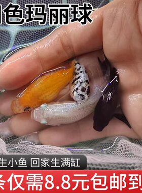 玛丽球月光鱼直接下小鱼